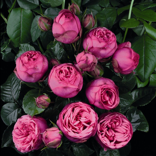 PINK PIANO® PINK PIANO®